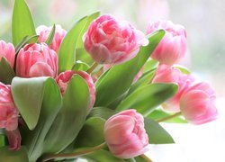 Kwiaty, Różowe, Tulipany, Bukiet