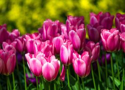 Różowe tulipany w słonecznym świetle