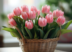 Różowe tulipany w wiklinowym koszyku