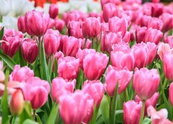 Różowe tulipany w zbliżeniu