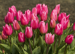 Różowe tulipany