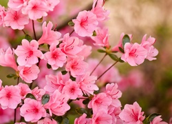Różowe wiosenne kwiaty