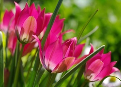 Różowe wiosenne tulipany na rozmytym tle