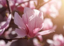Różowiutka magnolia