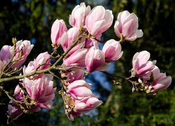 Gałąź, Kwitnąca, Magnolia