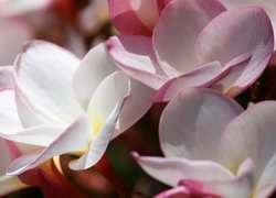 Różowo-białe, Kwiaty, Plumerie, Zbliżenie