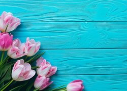 Różowo-białe tulipany na niebieskich deskach