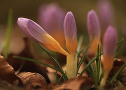 Różowo-fioletowe pąki krokusów