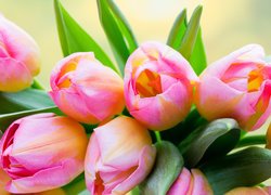 Różowo-żółte tulipany z liśćmi