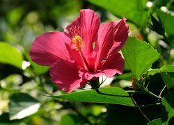 Różowy hibiskus wśród liści