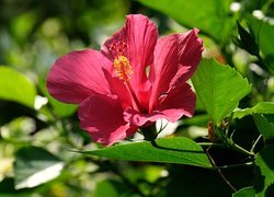 Kwitnący, Hibiskus, Liście