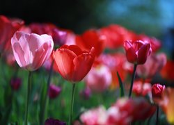 Czerwone, Tulipany, Różowy, Tulipan, Kwiaty