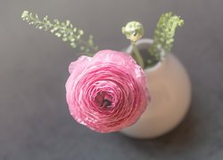 Różowy jaskier w wazoniku