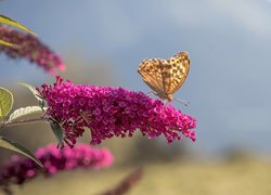 Motyl, Różowy, Kwiat, Budleja