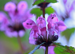 Jasnota Purpurowa, Kwiat, Różowy, Astrowate