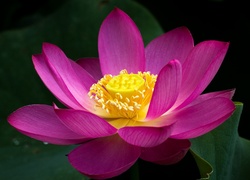 Różowy kwiat lotosu i jego rozchylone płatki