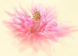 Różowy kwiat na jasnożółtym tle