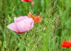 Różowy mak w trawie