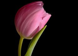 Różowy, Tulipan, Ciemne, Tło
