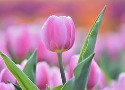Różowy, Tulipan, Rozmyte tło