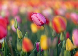 Różowy tulipan obok pąków