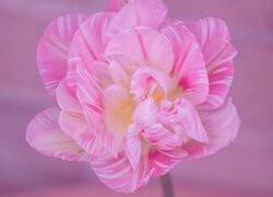 Różowy tulipan w rozkwicie