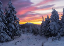 Różowy wschód słońca nad zaśnieżonym lasem