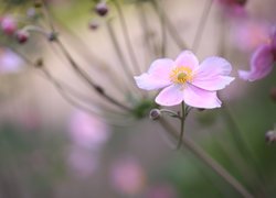 Różowy zawilec japoński na rozmytym tle