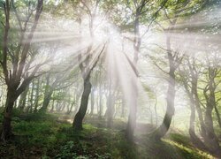 Las, Drzewa, Promienie słońca, Światło, Słoneczne