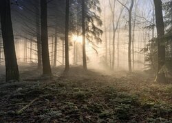 Rozproszone promienie słoneczne między drzewami w lesie