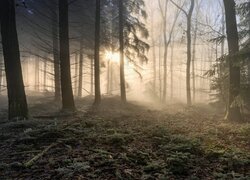 Wysokie, Drzewa, Przebijające światło, Las