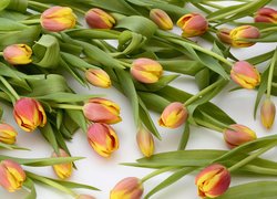 Rozrzucone tulipany