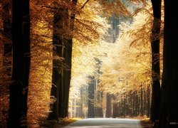 Rozświetlona droga w jesiennym lesie