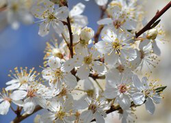 Rozświetlona gałązka drzewa owocowego z białymi kwiatami
