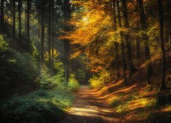 Rozświetlona jesienna droga w lesie
