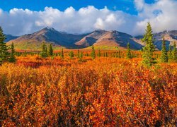 Stany Zjednoczone, Alaska, Park Narodowy Denali, Góry, Drzewa, Jesień, Roślinność