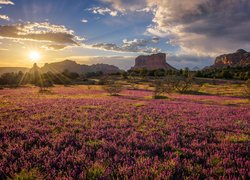 Stany Zjednoczone, Arizona, Sedona, Skały, Fioletowe, Kwiaty, Castilleja exserta, Łąka, Drzewa, Krzewy, Wschód słońca, Chmury