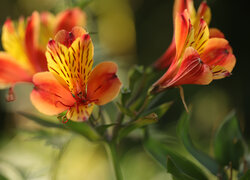 Rozświetlona pomarańczowa alstremeria