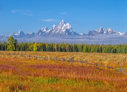 Rozświetlona pożółkła trawa i drzewa na tle gór Teton Range we mgle