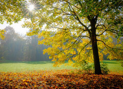 Rozświetlona promieniami słońca polana i drzewa jesienią
