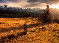 Jesień, Pola, Drzewo, Promienie słońca, Góry, Tatry, Polska