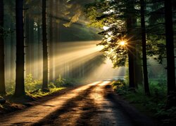 Rozświetlona promieniami słonecznymi leśna droga