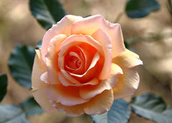 Rozświetlona rozkwitająca róża