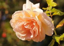 Rozświetlona rozwinięta róża