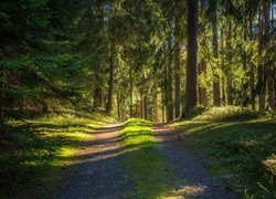 Rozświetlona ścieżka i drzewa w lesie
