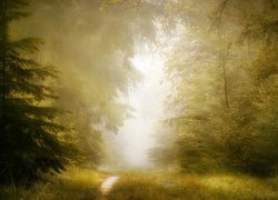 Rozświetlona ścieżka w mglistym lesie