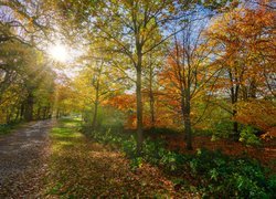 Rozświetlona słońcem alejka w jesiennym parku