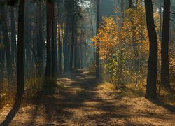 Jesień, Las, Przebijające światło, Drzewa, Droga