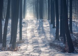 Rozświetlona słońcem droga w zimowym lesie