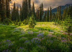 Rozświetlona słońcem łąka w Parku Narodowym Mount Rainier